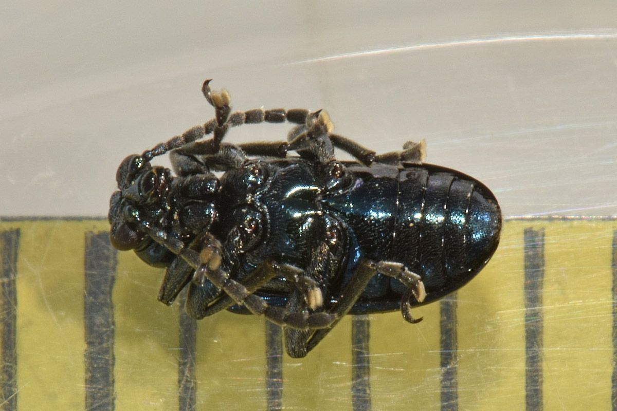 Chrysomelidae: Lema cyanella? Sì.